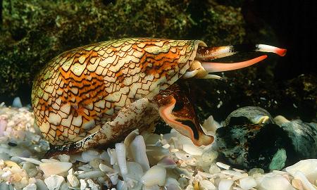 a98564_YellowBelliedSeaSnake