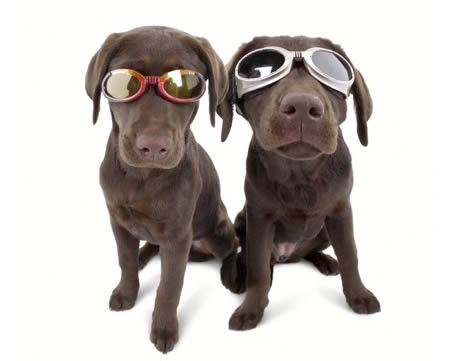 a97180_g119_1-doggles