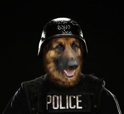 police police