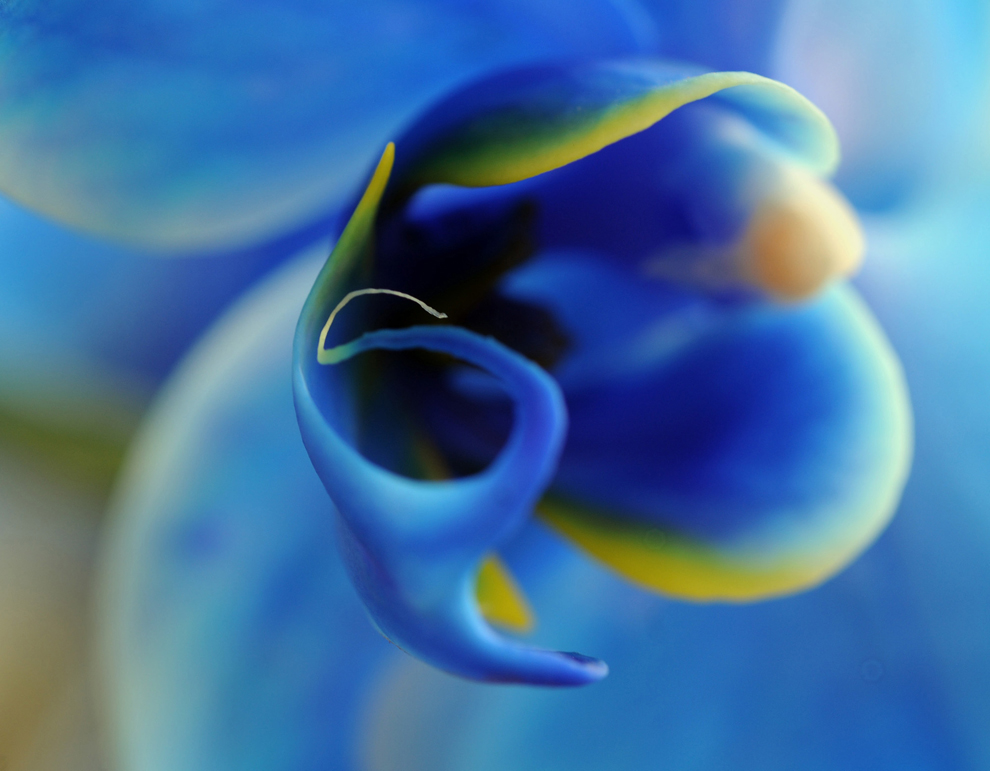 bp25