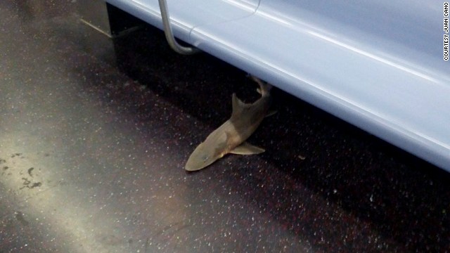 130807204351-subway-shark-story-top 130807204351-subway-shark-story-top