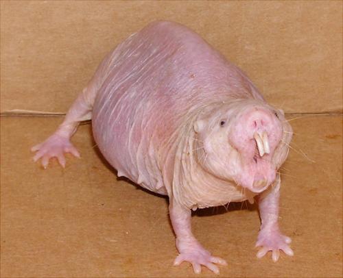 Naked-Mole-Rat