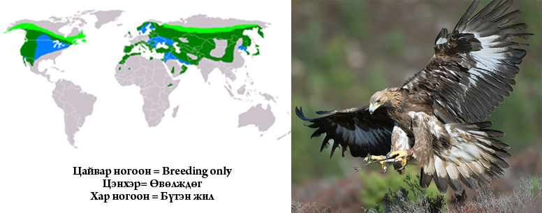 Цармын бүргэд 003