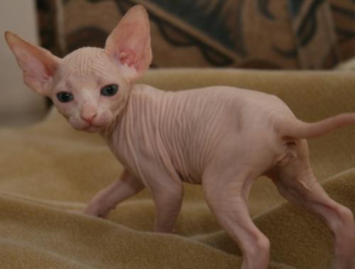 Sphynx-Cat