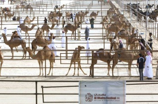 camel-beauty-pageant2-550x362