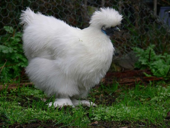 silkie-chicken-550x412