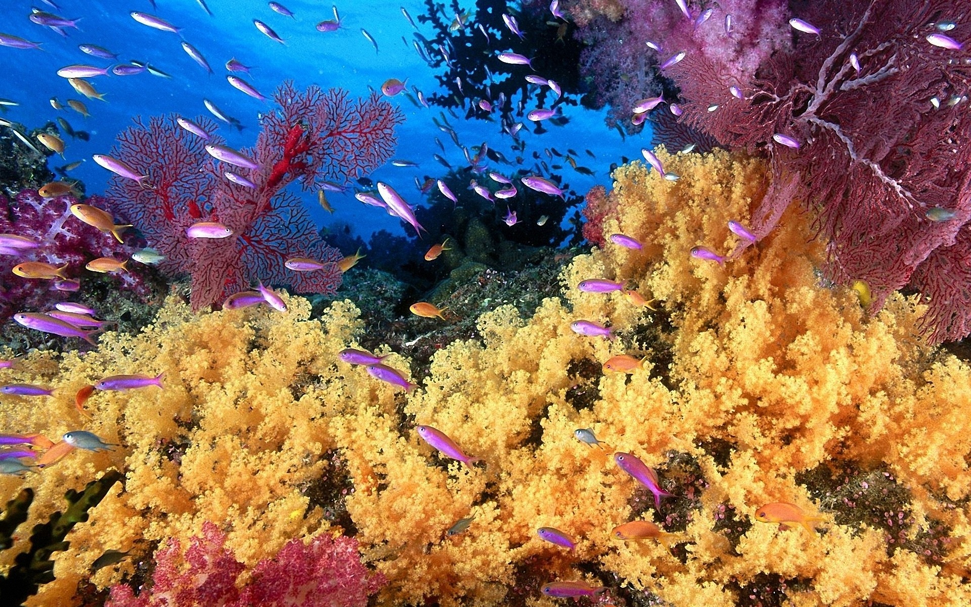 under-water-wallpaper-hd-36