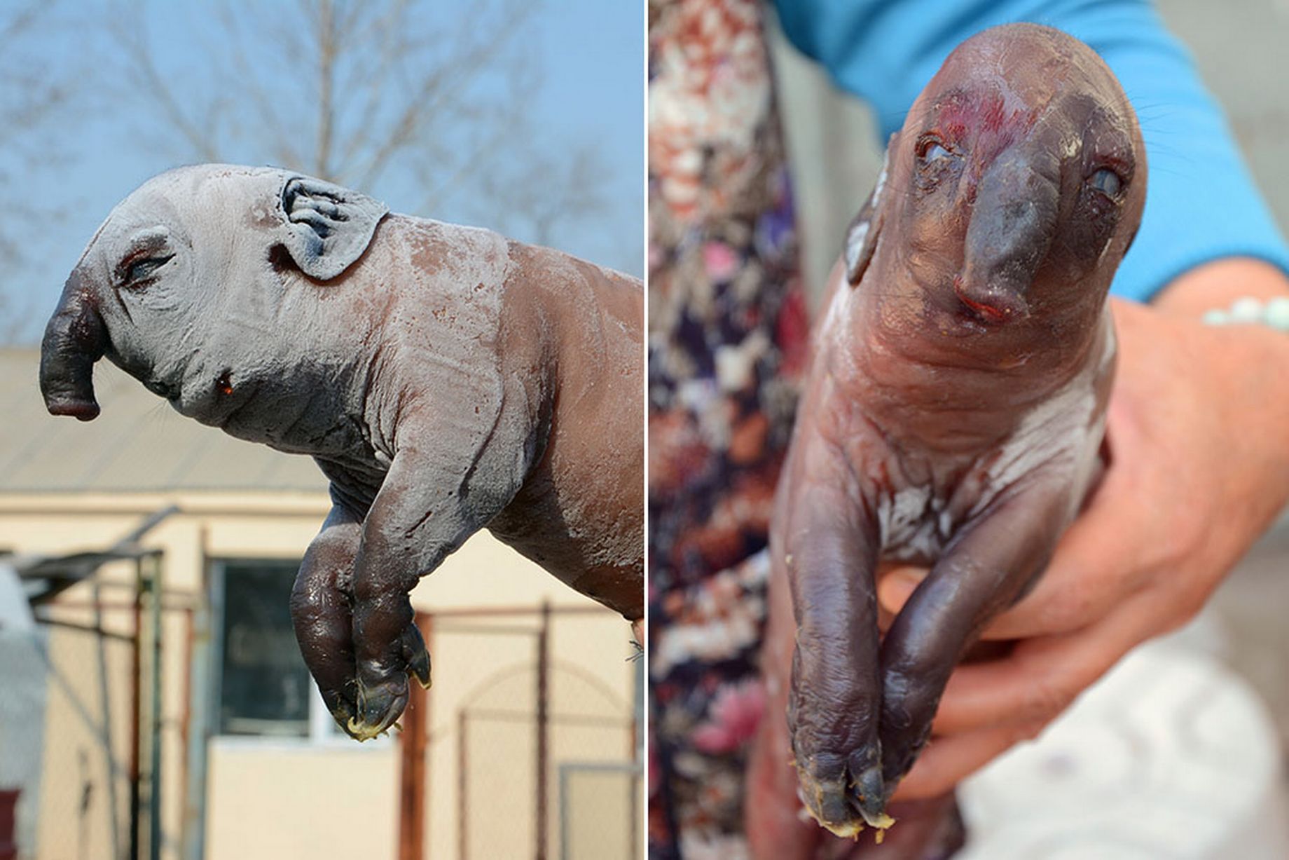 A-frozen-dead-pig-who-looks-like-an-elephant-at-Longtan-District-in-Jilin-Jilin-province-of-China