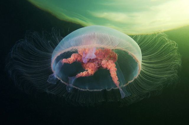 2013s_most_viewed_images_according_to_google_trends_640_16