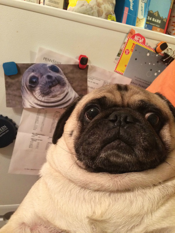 animals-selfies-0001