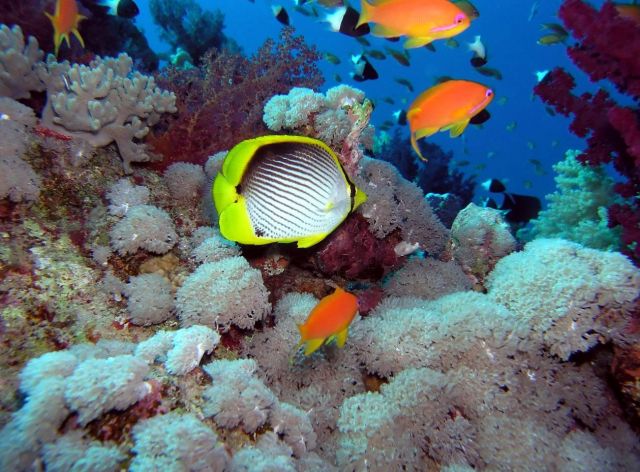 The-Red-Sea_Underwater-world_14334