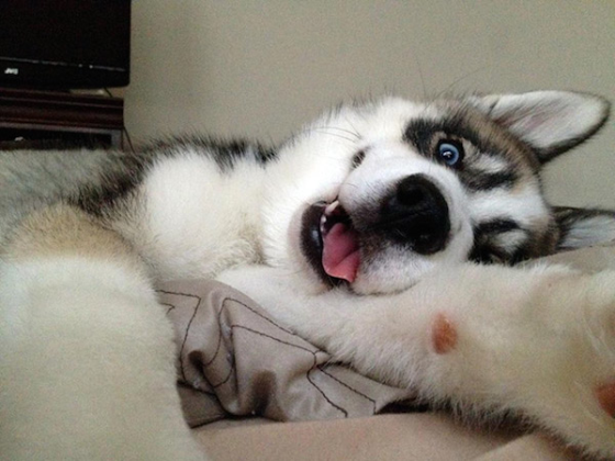 animals-selfies-0005