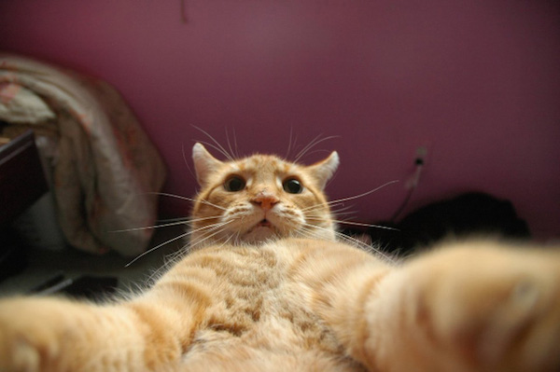 animals-selfies-0000