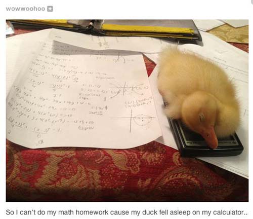 funniest-pictures-2013-duck-homework