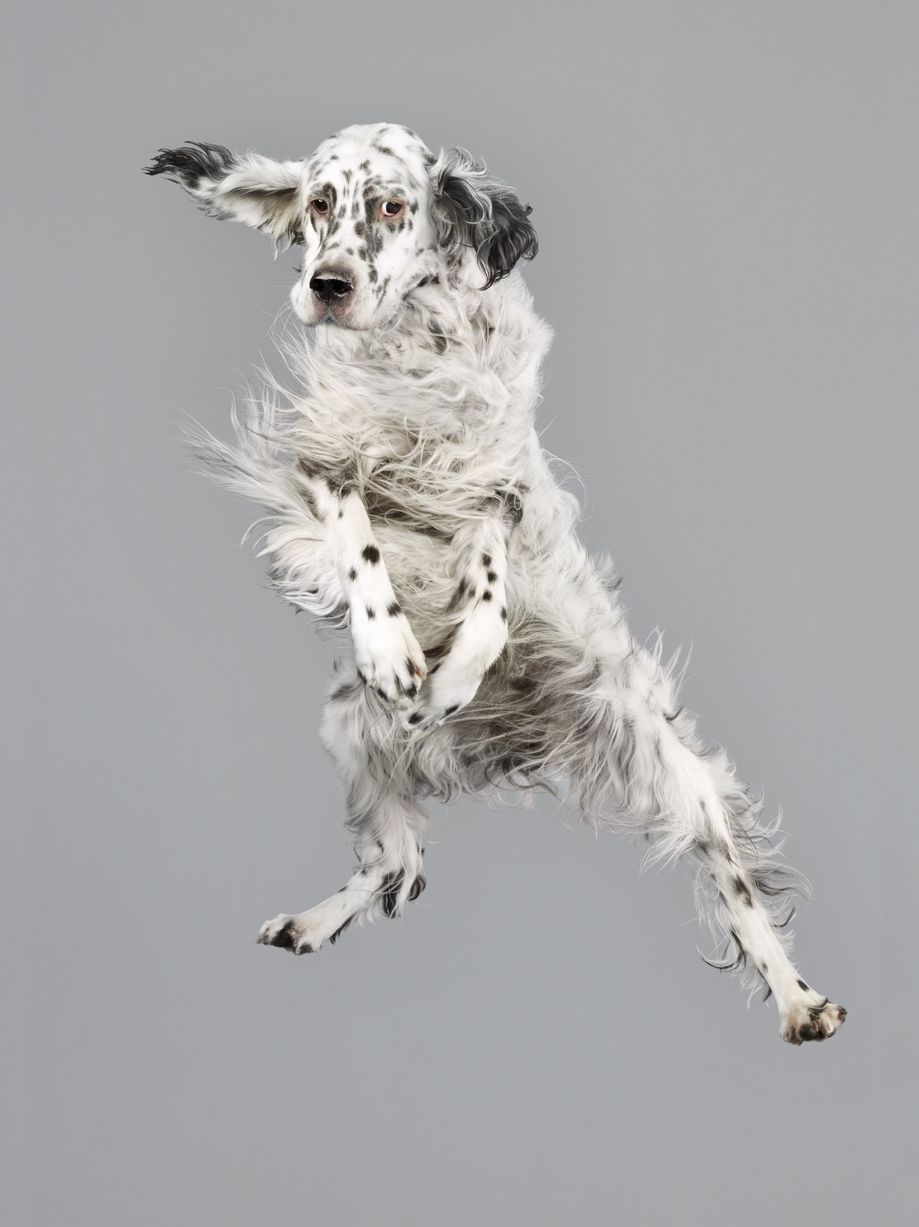 Jumping-Dogs