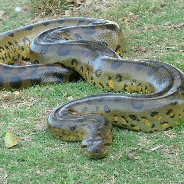 a99135_animal-birth_7-anaconda