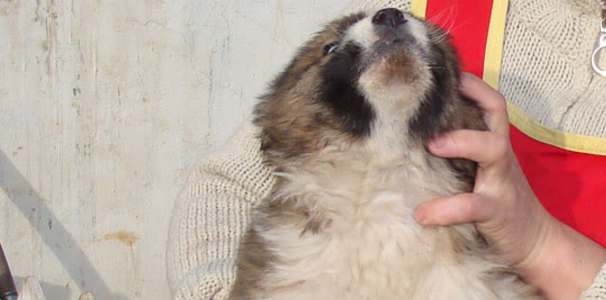 p19731jlg01m201kkk1a7jcp01sjg2