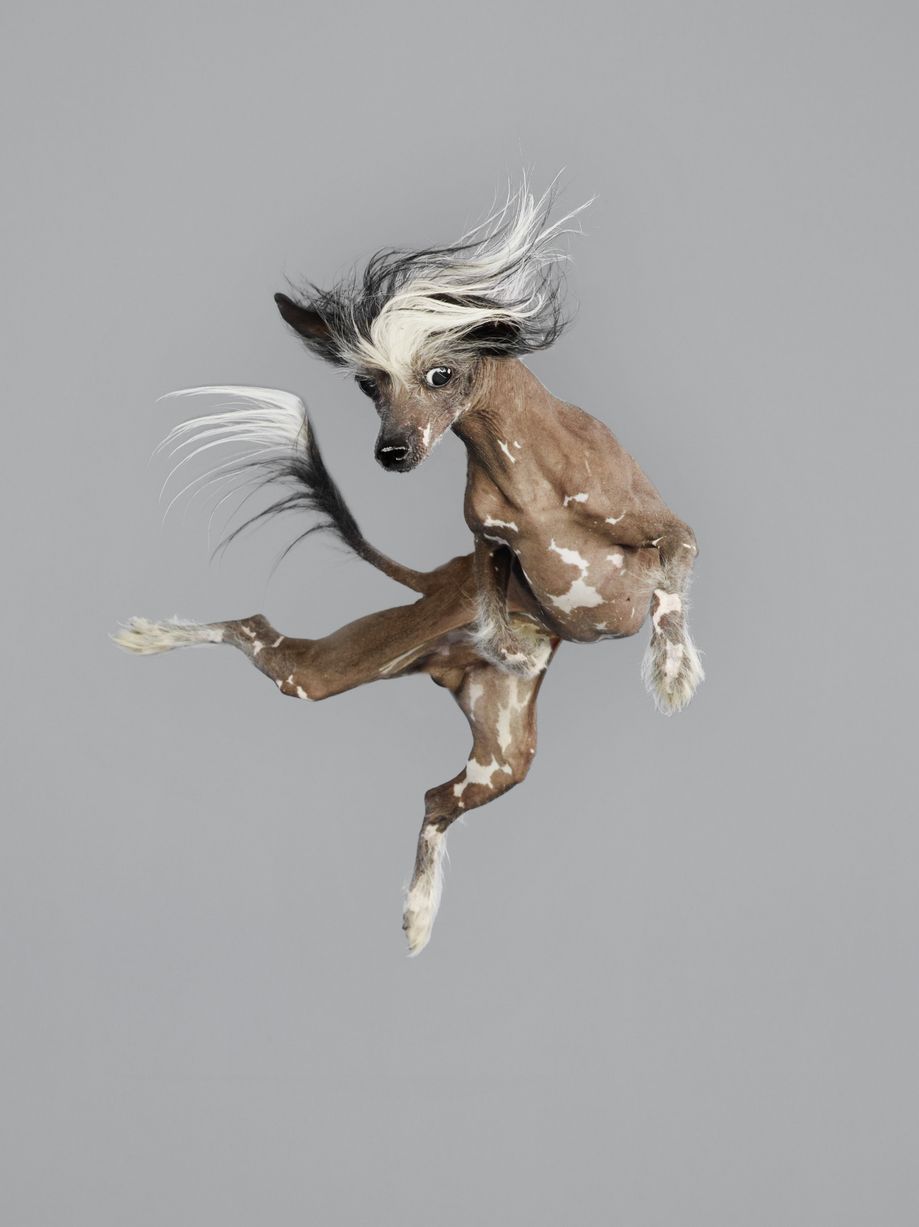 Jumping-Dogs77