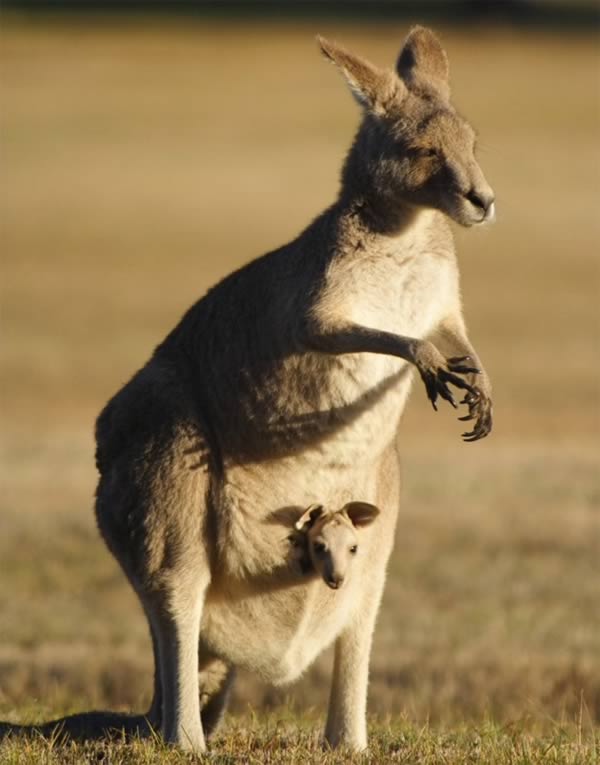 a99135_animal-birth_10-kangaroo