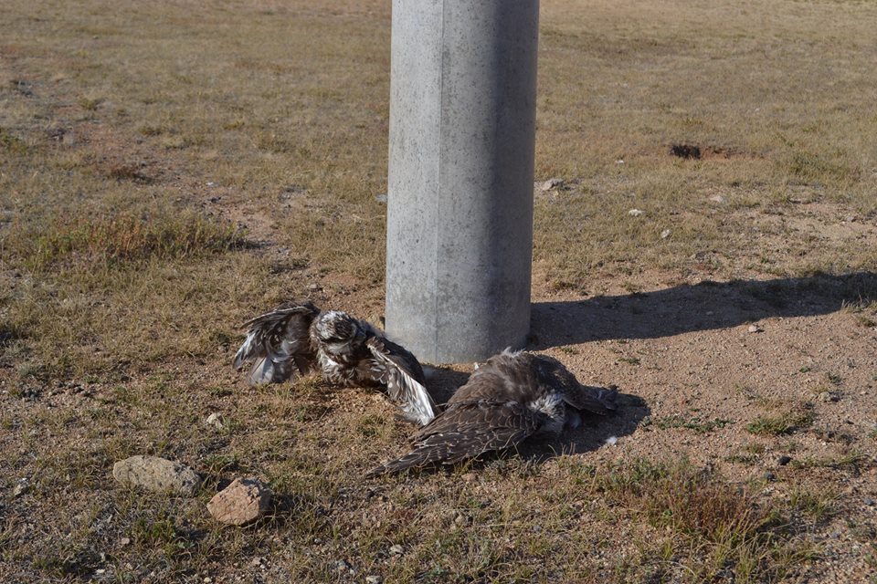 1454609_741962492546919_1685999202818541237_n