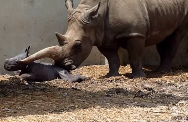 a99135_animal-birth_4-rhino