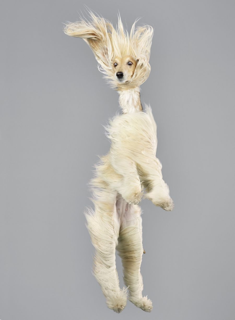 Jumping-Dogsо