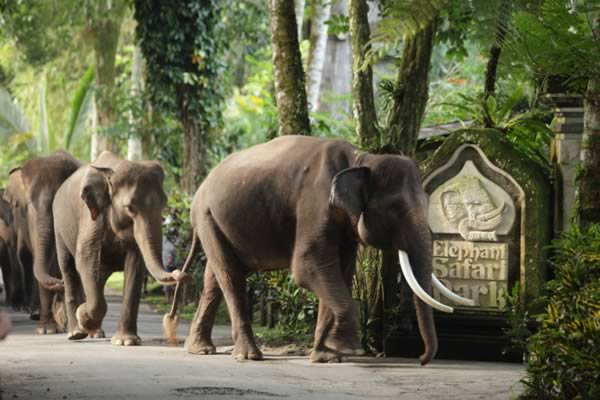 a99135_animal-birth_9-elephant
