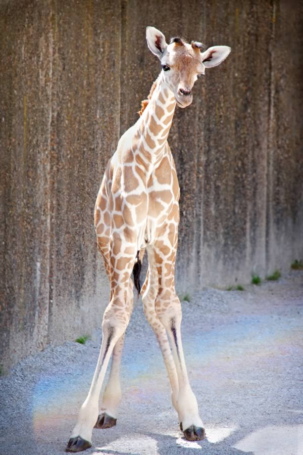 a99135_animal-birth_1-girafee