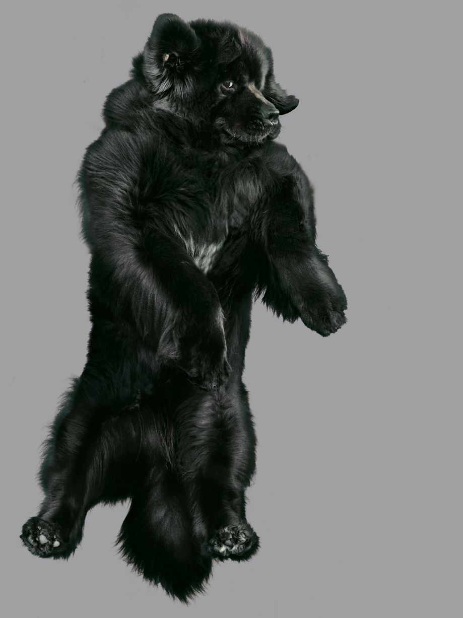 Jumping-Dogs99