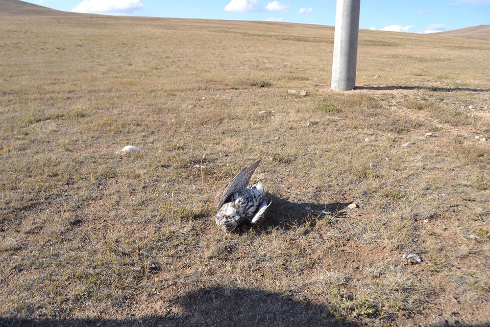 1454609_741962492546919_1685999202818541237_n