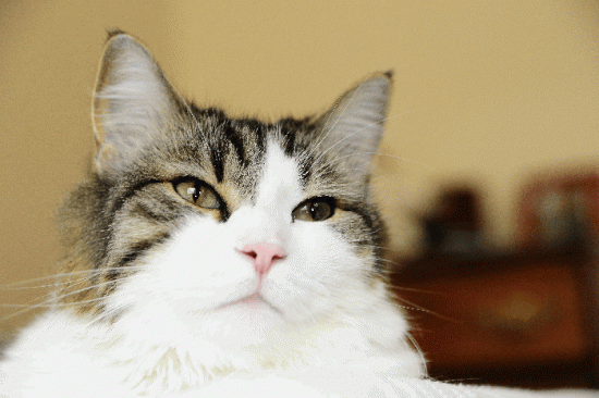 Oscar-the-cat2-550x366