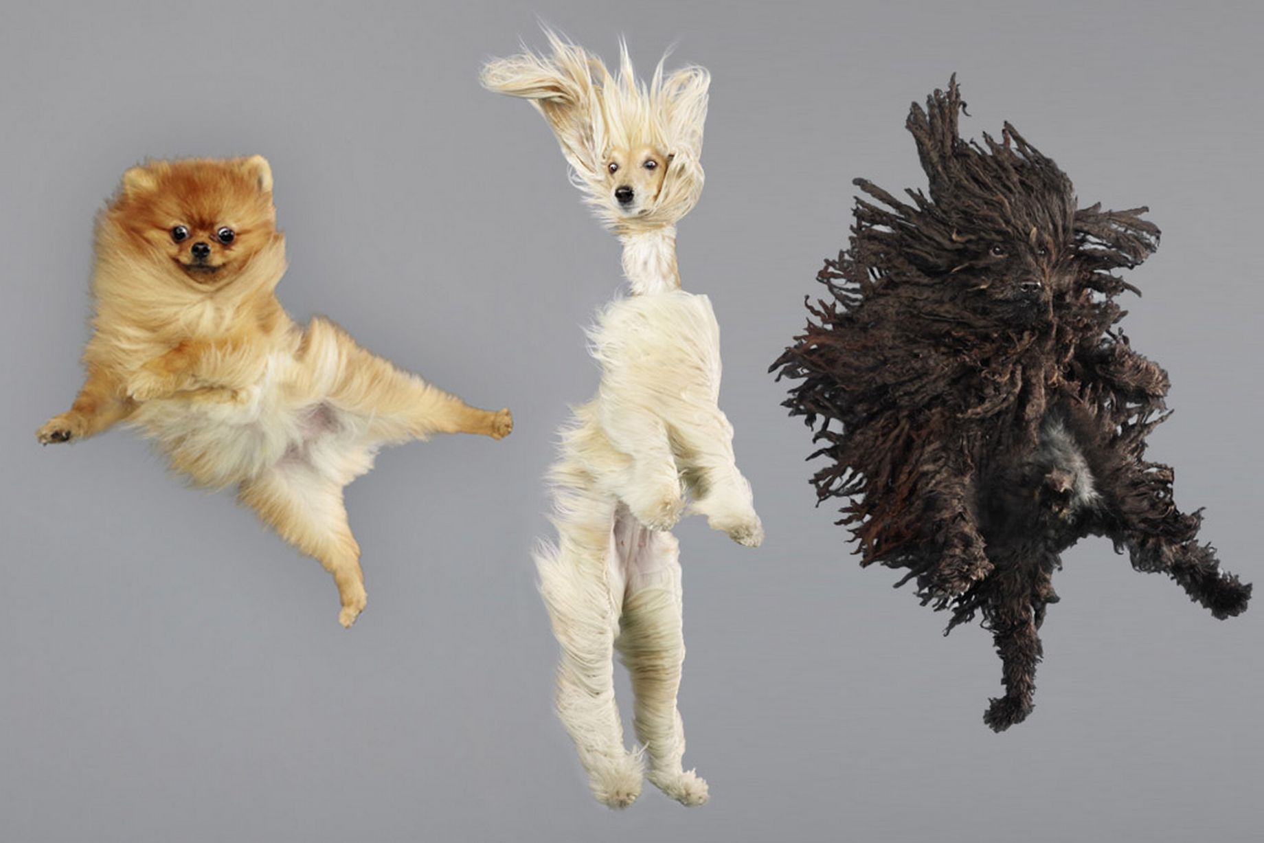 MAIN-Jumping-Dog
