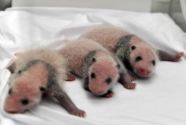 a99135_animal-birth_2-panda-triplets