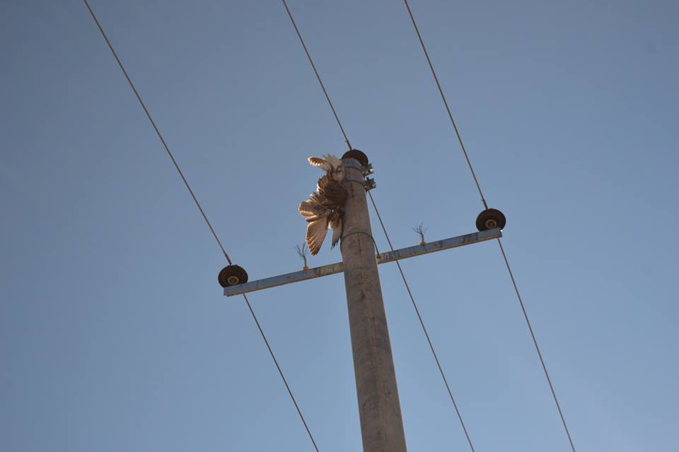 1454609_741962492546919_1685999202818541237_n