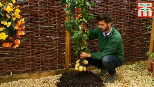 tomtato-plant2