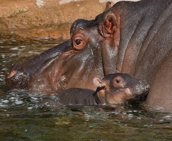 a99135_animal-birth_8-hippo