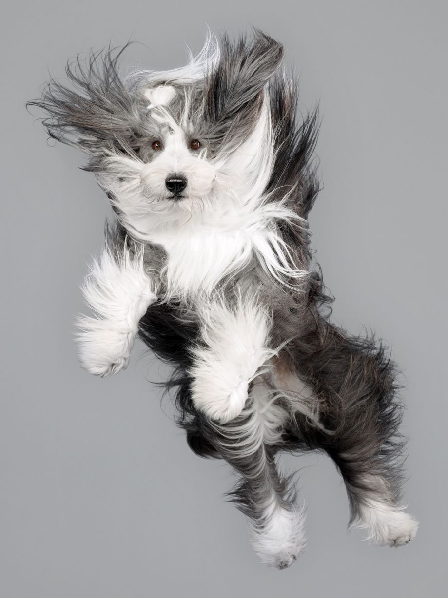 Jumping-Dogs,,l