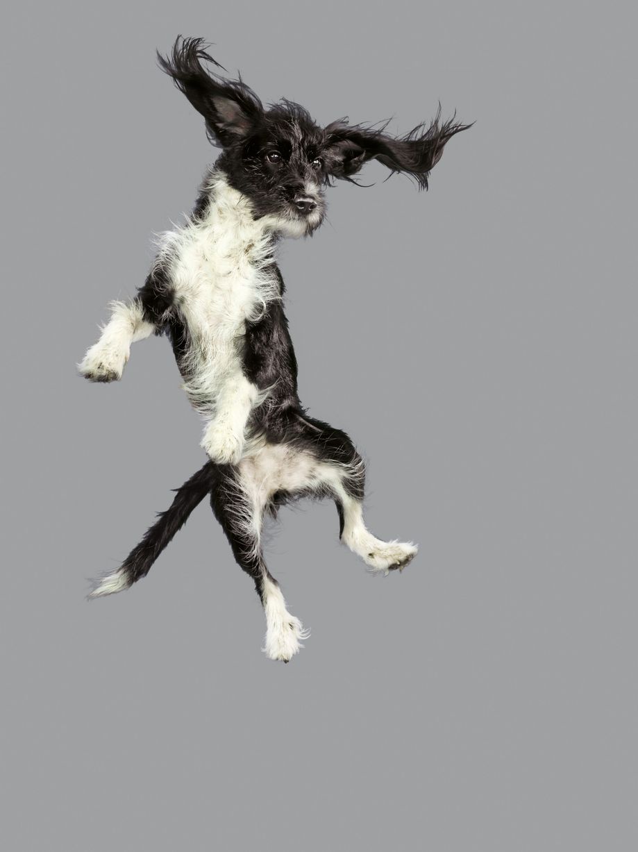 Jumping-Dogs000