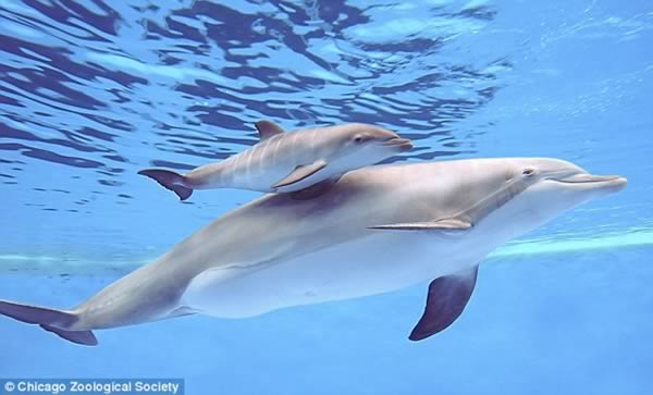 a99135_animal-birth_5-dolphin