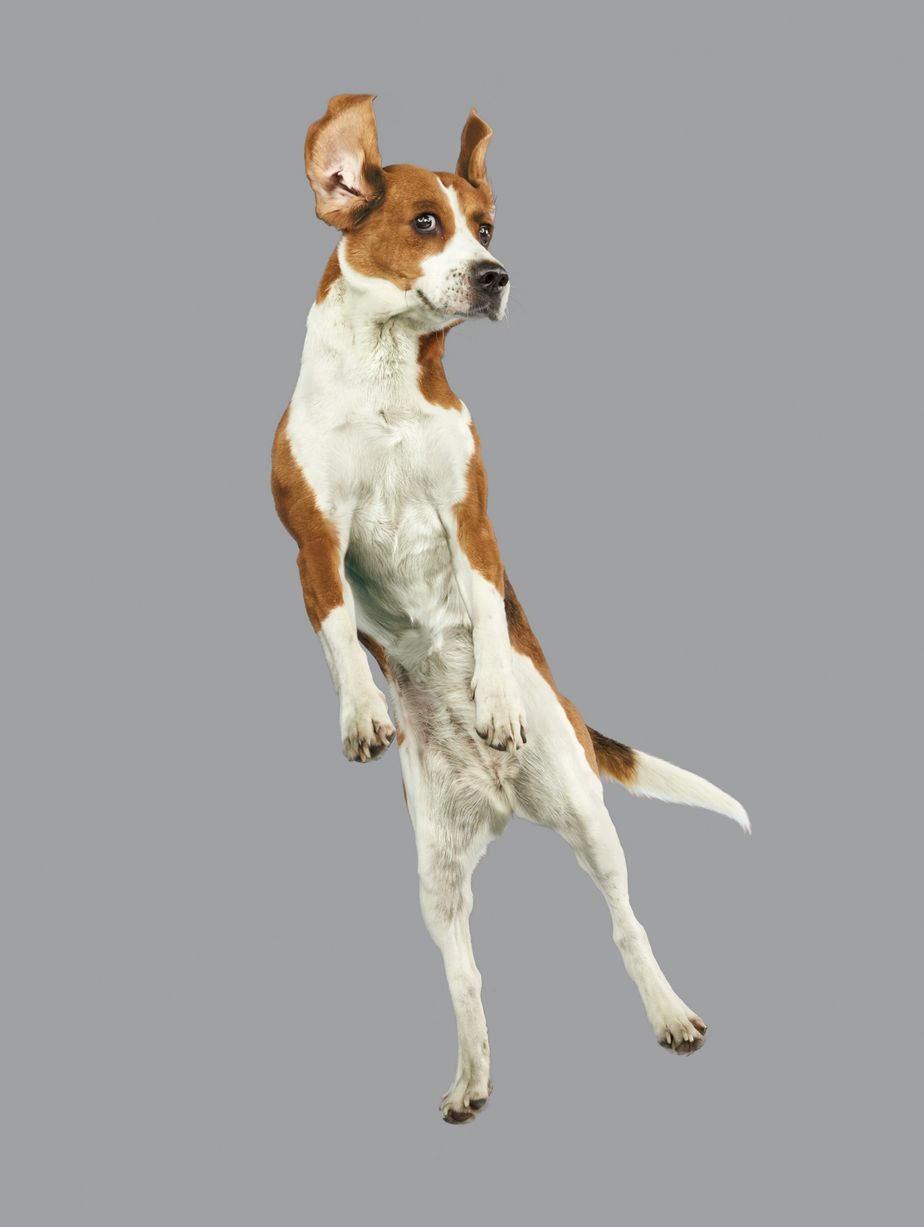 Jumping-Dogs8888