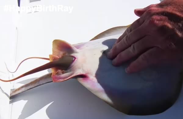 a99135_animal-birth_3-stingray