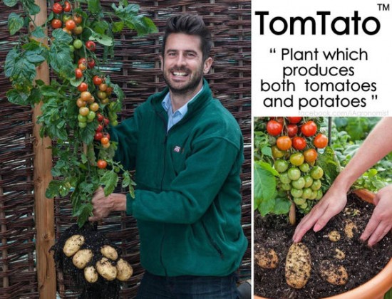 tomtato-plant3-550x420