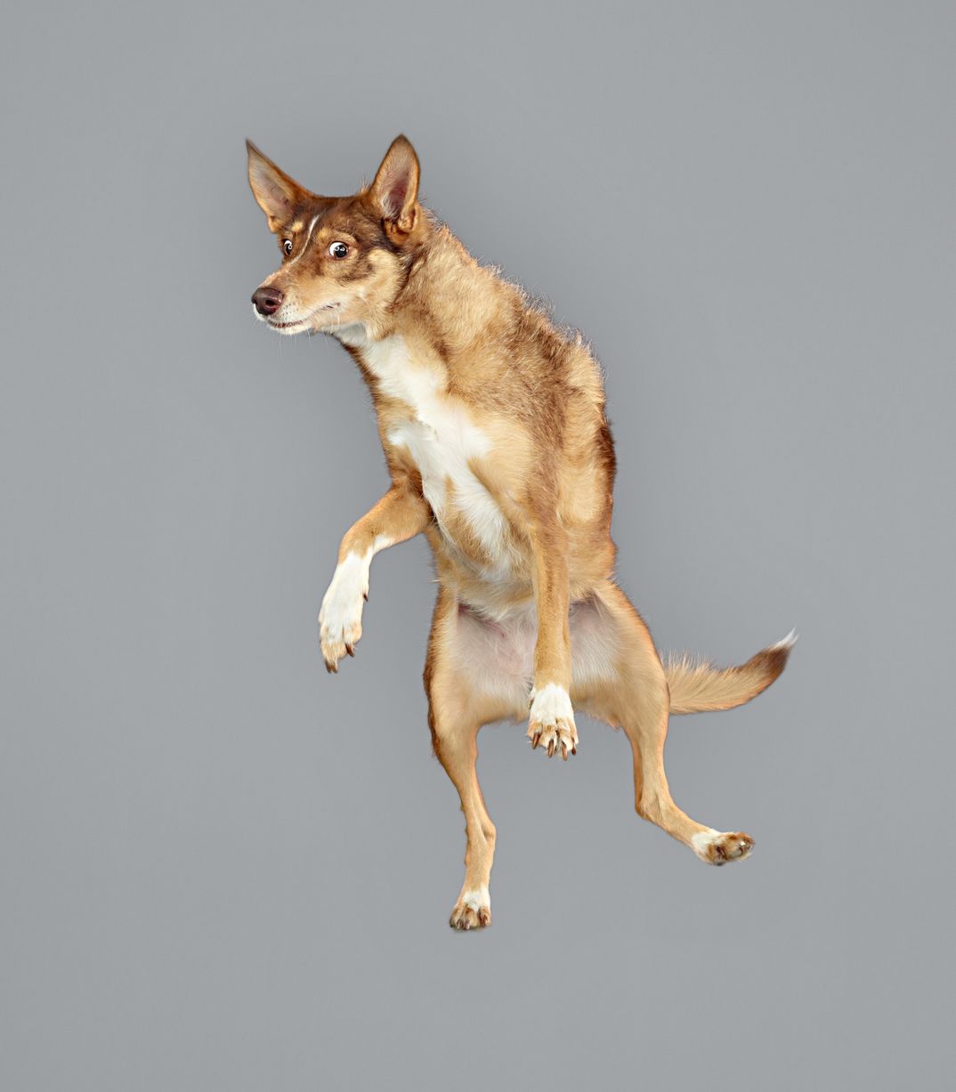 Jumping-Do...