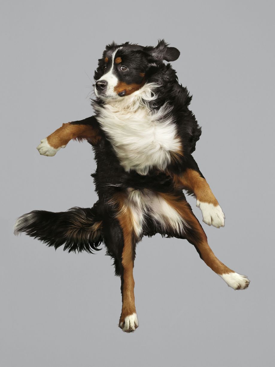 Jumping-Dog