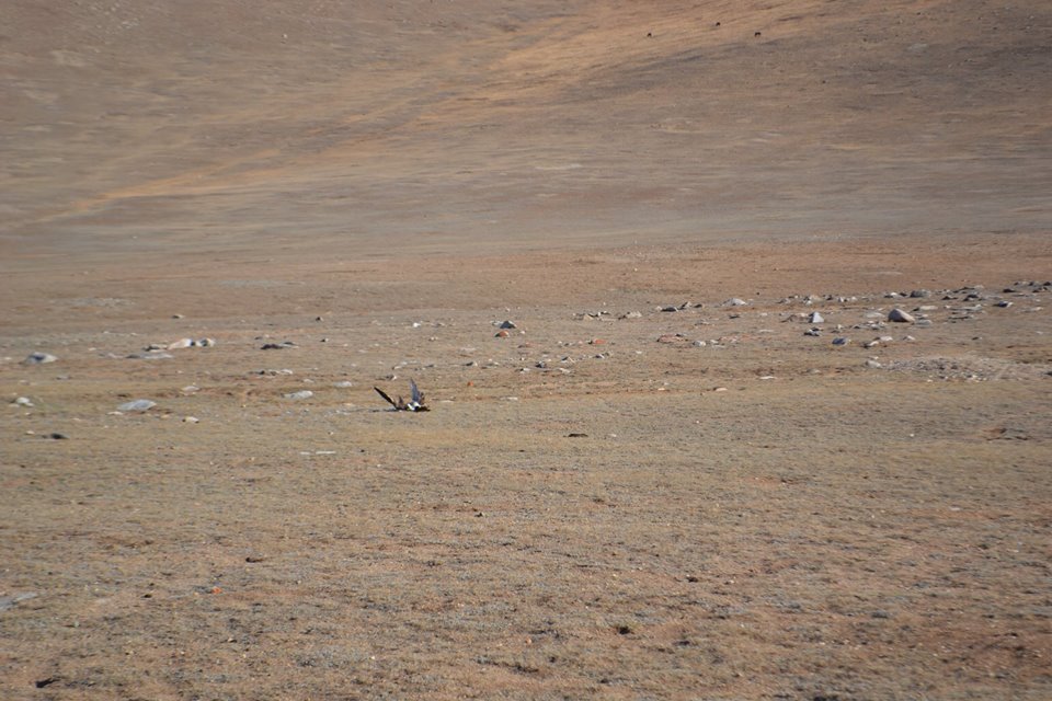 1454609_741962492546919_1685999202818541237_n