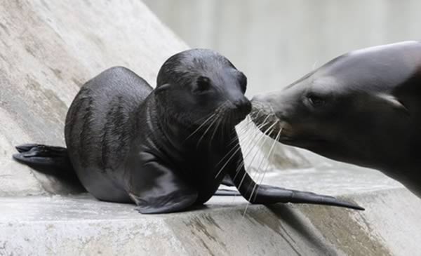 a99135_animal-birth_6