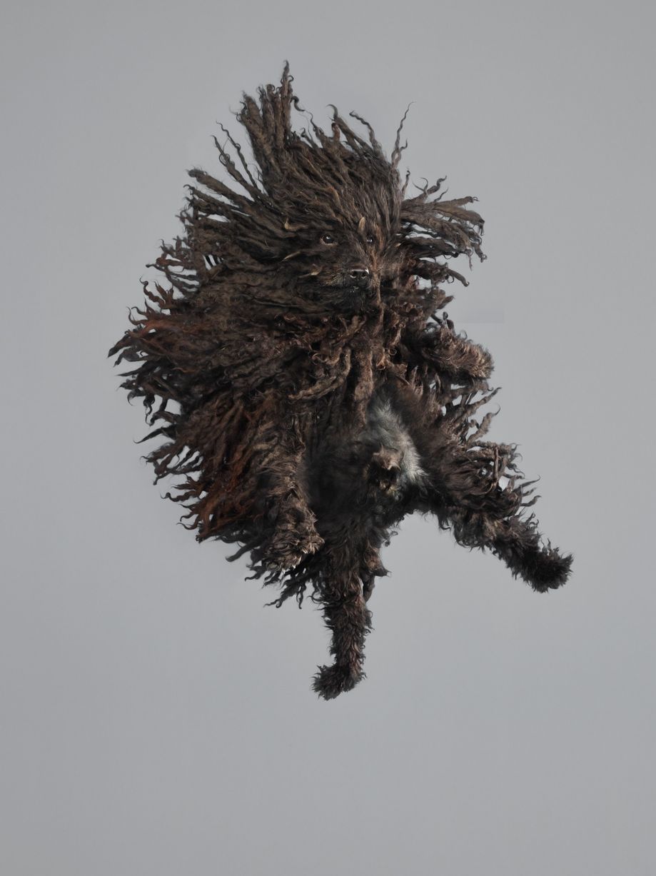 Jumping-Dog