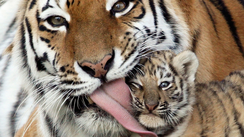 love eyes cats family animals orange tigers tongue 1920x1080 wallpaper_www.wall321.com_47