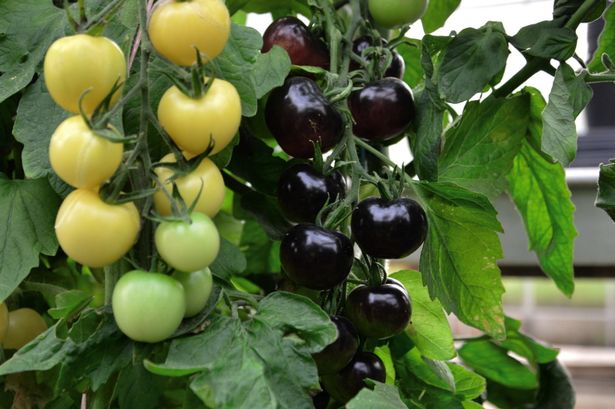 PAY-Grafted-Tomato-Duo-Indigo-Rose-White-Cherry