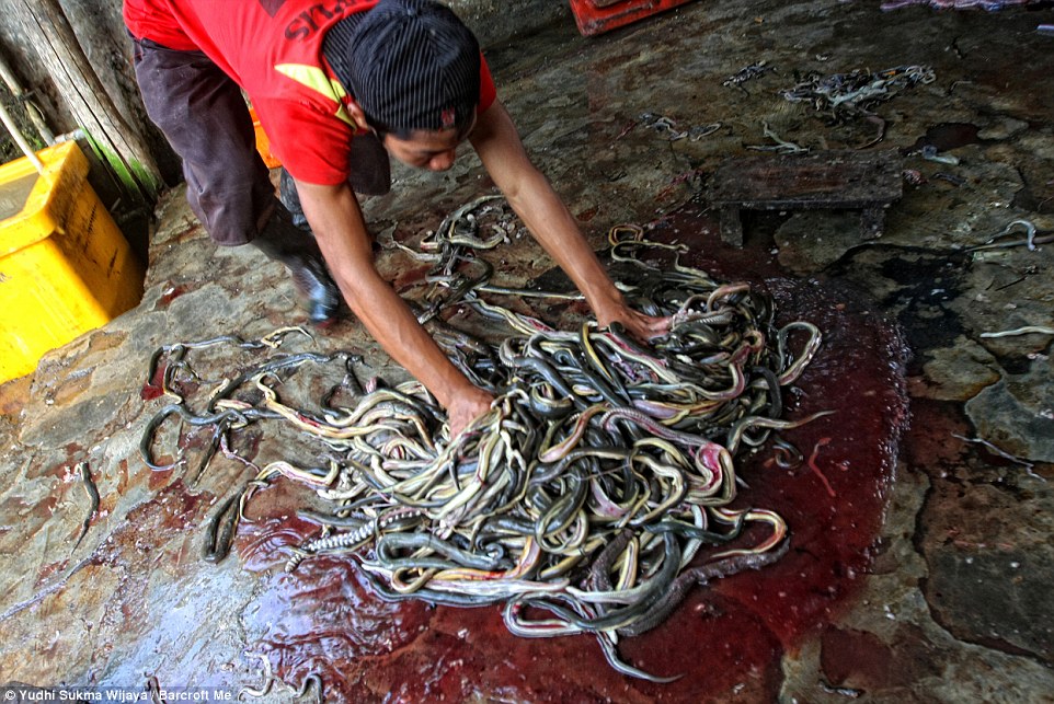 243C7DAF00000578-0-image-a-45_1419354240534